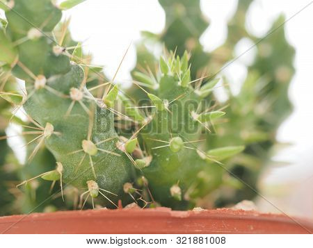 Cactus Tree Green Trunk Has Sharp Spikes Around
