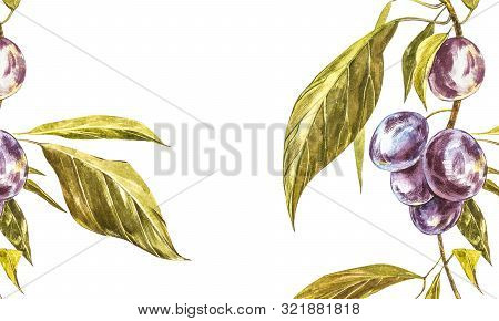 Ripe Plum And Branch With Flowers. Plum Drawing Watercolor Isolated On White Background. Watercolor 