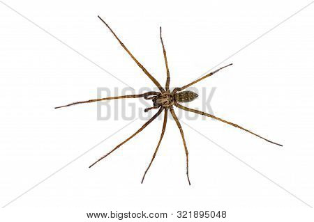 Giant House Spider (eratigena Atrica) Top Down View Of Arachnid With Long Hairy Legs Isolated On Whi