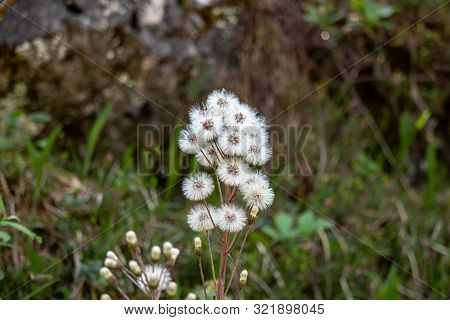 View Of Petasites Hybridus, Butterbur Against Blurred Background In The Swiss Alps