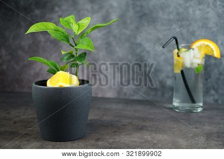 Fresh Water, Oranges And Orange Tree In Pot On Grey Background