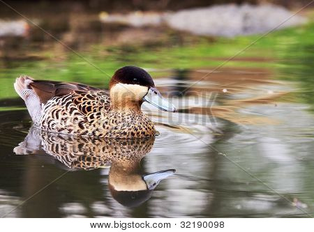 Sølv krikand - Anas versicolor