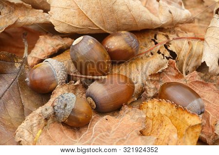 Acorns, Dead Leaves And Cupules During Autumn
