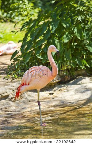 Flamingo