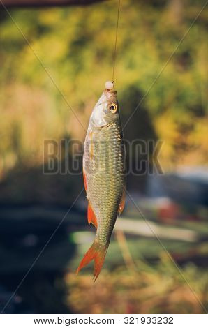 Rudd Fish Scardinius Erythrophthalmus Caught During Fishing On The Pond And Hanging On A Fishing Lin