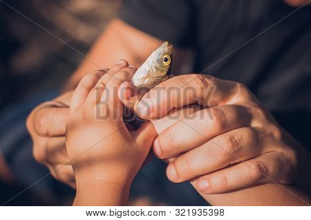 Men's And Child's Hands Holding A Rudd Fish - Scardinius Erythrophthalmus -caught During Fishing On 