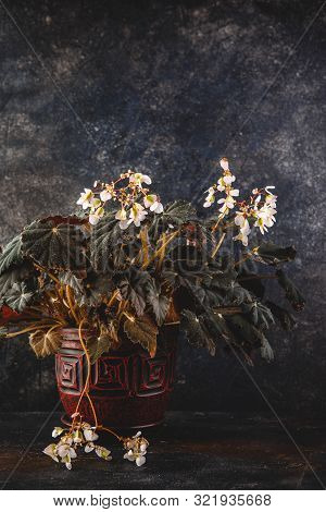 Begonia Rex With Dark Green Leaves And White Flowers In Pot On Dark Grey Background