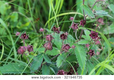 Comarum Palustre Flower, Known As The Purple Marshlocks, Swamp Cinquefoil And Marsh Cinquefoil
