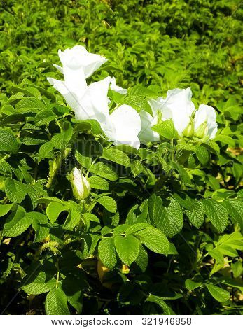 Close Up Of White, Wild Rose Flofer. Rosa Acicularis - Summer Nature Concept.