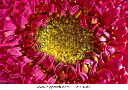 Gerbera
