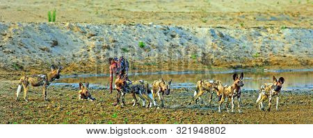 Panoramic View Of A Large Pack Of African Wild Dogs Which Have Recently Made A Kill And Have Blood A