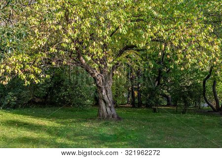 Bird Cherry Tree Or Latin Prunus Maackii Also Padus Maackii With Yellow And Green Leaves In Autumn S