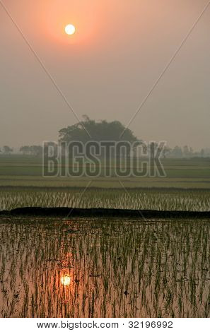 Terai on Sunset
