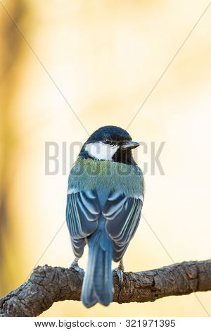 Great Tit Or Parus Major Perched On A Tree Trunk In A Field
