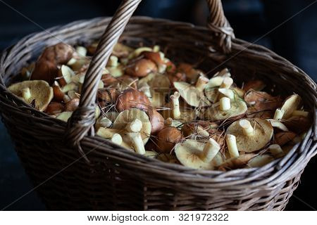 Wicker Basket Full Of Mushrooms, Weeping Bolete Or Granulated Bolete (suillus Granulatus)