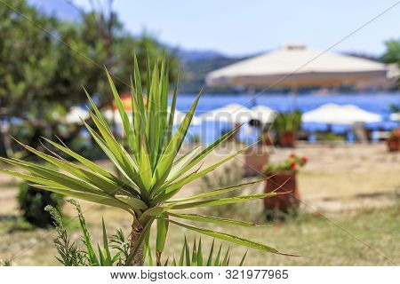 The Little Palm Of Yuka Under The Scorching Rays Of The Southern Sun Against The Background Of The S