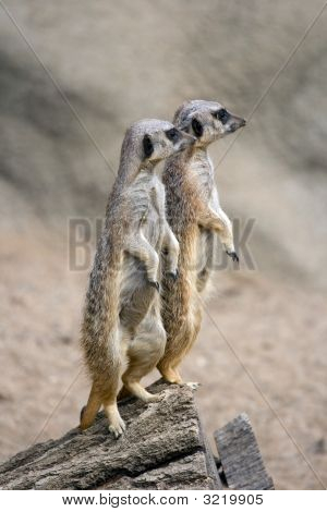 Szurikáta Sentry 2
