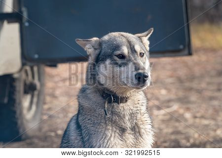 Portrait Of A Dog Breed West Siberian Laika