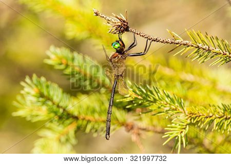 Hine's Emerald Dragonfly