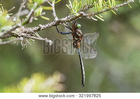 Hine's Emerald Dragonfly