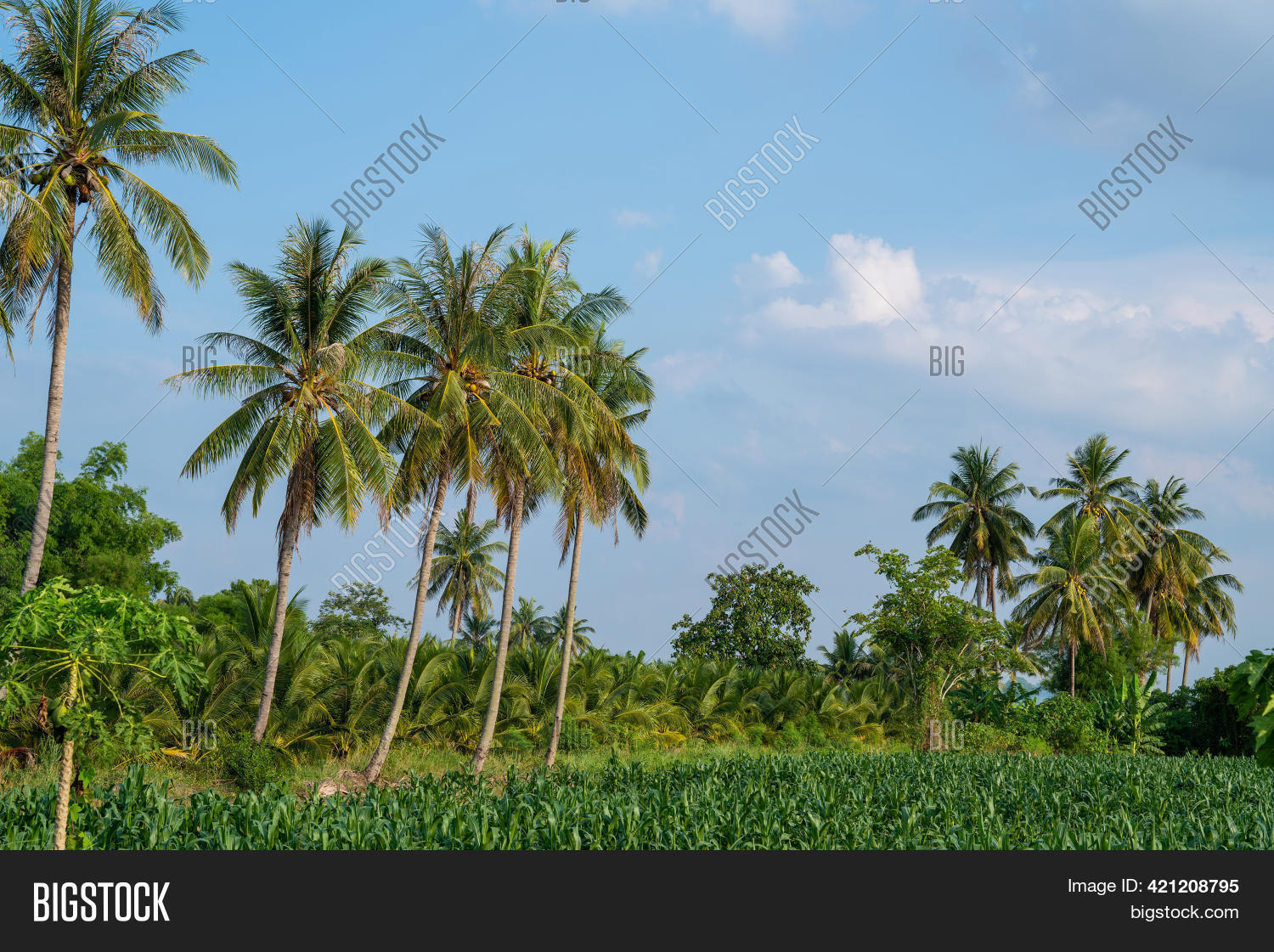 Coconut Palm Trees, Image & Photo (Free Trial) Bigstock