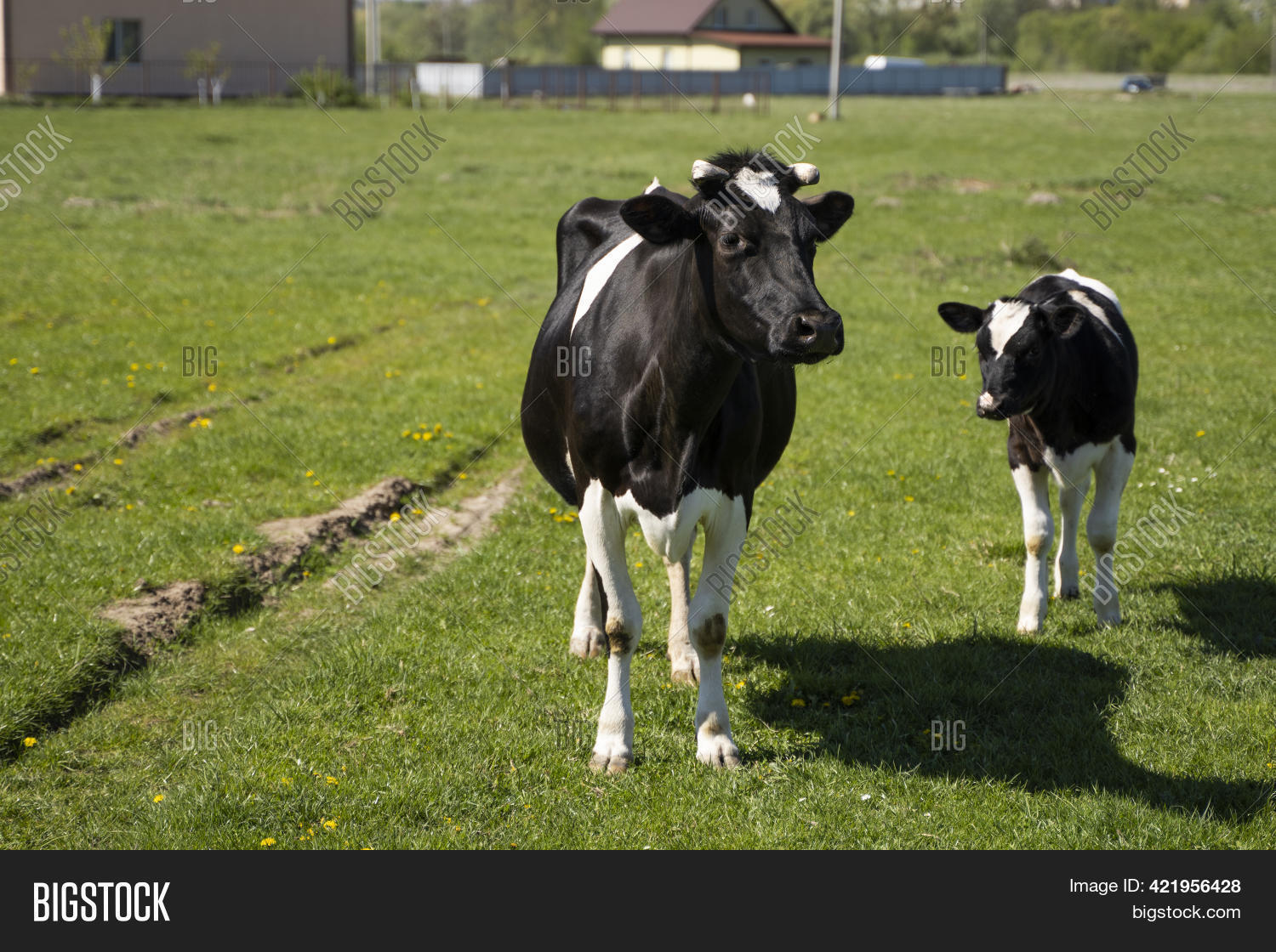 Black White Cow Calf Image & Photo (Free Trial) Bigstock
