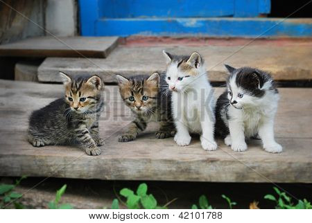 Čtyři funny kitten