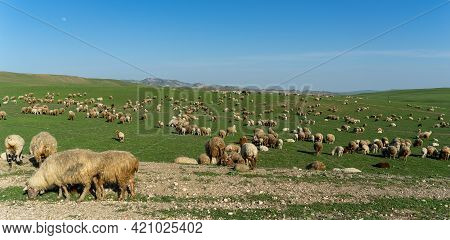 Pastoral Landscape In Green Kahetia Fields