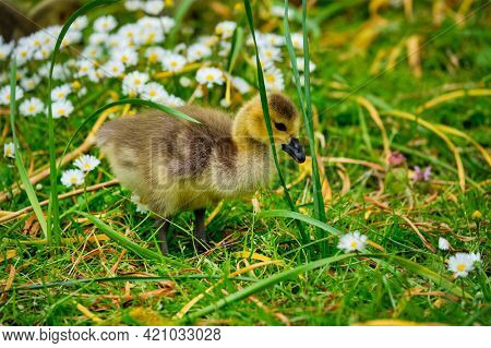 Canada goose goslings on grass