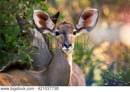 two African female kudu hiding in the dense bush in Botswana