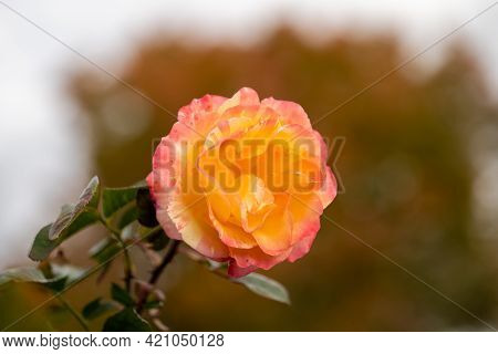 Beautiful Live Yellow Pink Rose With Nice Bokeh Background, Rosaceae Rosoideae Rosa, Flower Blossom 