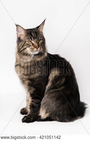 Longhair Cat Breed American Forest Cat. Portrait Of Mackerel Tabby Male Maine Coon Cat Sitting. Stud