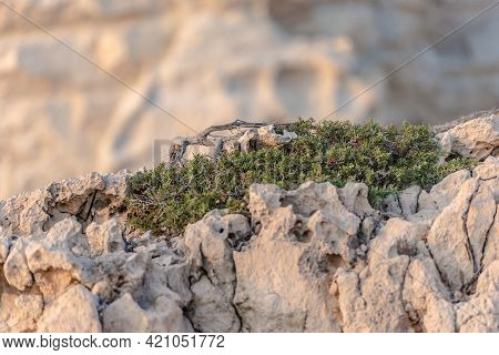 Beautiful Juniper On The Rocks. The Japanese Call It Yamadori. In The Light Of The Setting Sun, We A