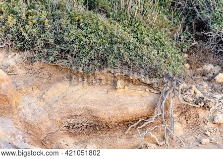 Beautiful Juniper On The Rocks. The Japanese Call It Yamadori. In The Light Of The Setting Sun, We A
