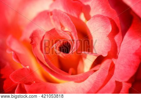 Hybrid Tea Rose Flower In Bloom. Municipal Rose Garden, San Jose, California, Usa.