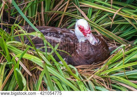 White And Black Duck With Red Head, The Muscovy Duck, Sits In Nest, The Muscovy Duck, Lat. Cairina M