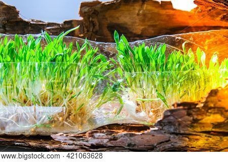 Young Green Plants In Plastic Bottle On Tree Bark. Ecology And Environmental Conversation. Earth Day