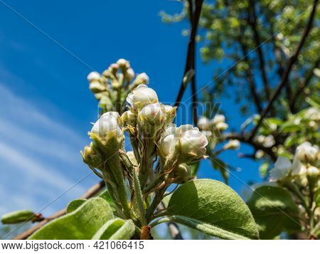 Beautiful Macro Shot Of Closed White Blossom On A Branch Of Pear Tree, Flowers With 5 White Petals, 