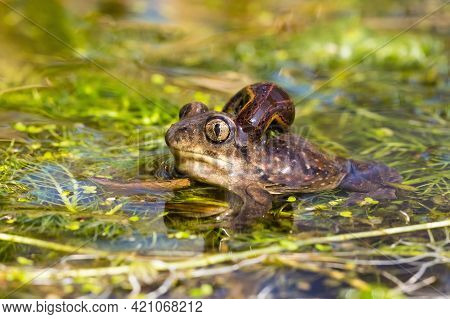 European Spadefoot Toad With Leech Attached To Neck.