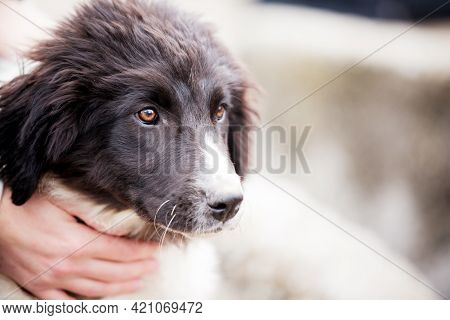 Bulgarian Shepherd Karakachan Dog Portrait Close Up, Copy Space