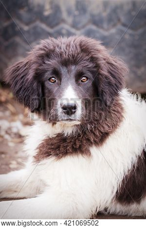 Bulgarian Shepherd Karakachan Dog Portrait Close Up
