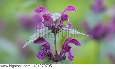 Blooming Lamium Maculatum, Roseum, Spotted Henbit, Spotted Dead-nettle, Purple Dragon. Floral Natura
