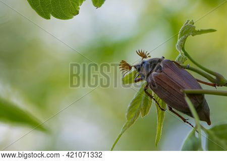 Melolontha. Cockchafer Melolontha Scarabaeidae, Crawling On Green Leaves In Natural Environment. A L