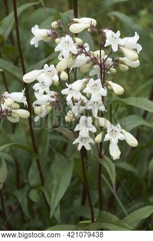 Foxglove Beard-tongue (penstemon Digitalis 'husker Red'). Called Talus Slope Penstemom And White Bea