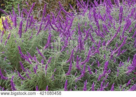 Mexican Bush Sage (salvia Leucantha). Called Velvet Sage Also