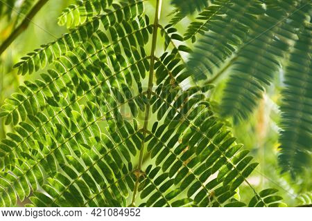 Lenkoran Acacia Albizia Green Carved Leaves Close-up. Summer Abstract Natural Background. Low Depth 