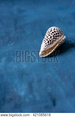 Black Cone On A Blue Background. Conus Marmoreus. Shell With White Triangle.
