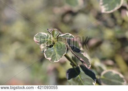 Wintercreeper Emerald Gaiety - Latin Name - Euonymus Fortunei Emerald Gaiety