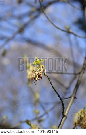 Boxelder Maple Flowers - Latin Name - Acer Negundo