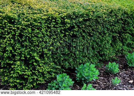 Is An Evergreen Conifer Suitable For Both Low And High Hedges. It Also Tolerates More Significant Sh